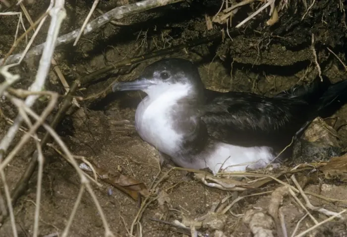 Framed Print : Audubon's Shearwater - on nest Framed Print : Audubon's Shearwater - on nest
