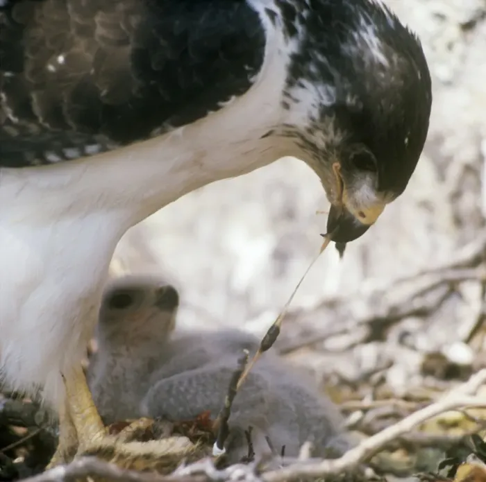 Framed Print : Augur Buzzard - feeding chick at nest Framed Print : Augur Buzzard - feeding chick at nest