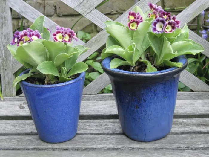 Framed Print : Auricula flowers in blue pots Framed Print : Auricula flowers in blue pots