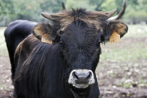 Aurochs. WAT-14362. Heck Cow - Aurochs. France