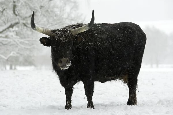 Aurochs Cow - in winter park landscape Sababurg animal park, North Hessen, Germany