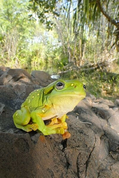 AUS-1859. Magnificent Tree Frog - A fauna survey at a remote waterhole