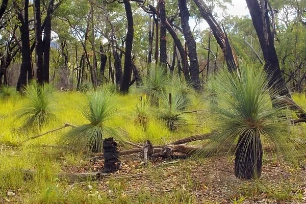 Austral Grass Trees - newly sprouting Grass Trees after a wildfire in an eucalypt forest. The bark of the trees is still black but the whole flora of the forest renews itshelf - Grampians National Park, Victoria, Australia