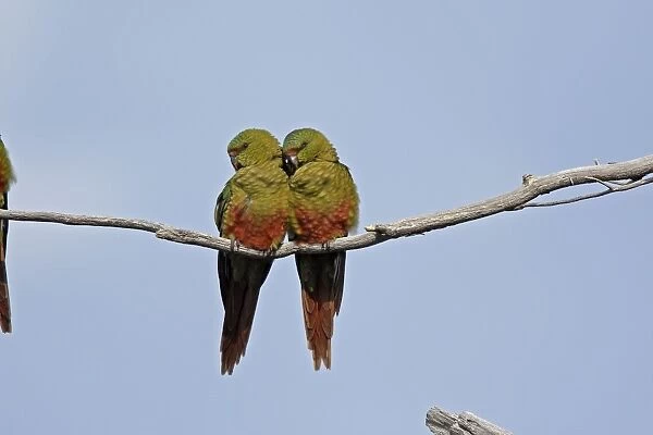 Austral Parakeet  /  Austral Conure  /  Emerald Parakeet - pair on branch. Magallanes Peninsula - Patagonia - Argentina