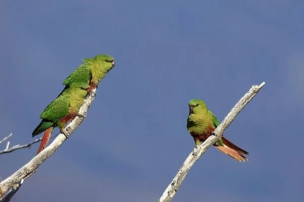 Austral Parakeet  /  Austral Conure  /  Emerald Parakeet - three on branch. Magallanes Peninsula - Patagonia - Argentina
