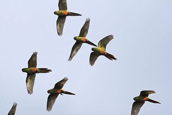 Austral Parakeet  /  Austral Conure  /  Emerald Parakeet - flock in flight. Magallanes Peninsula - Patagonia - Argentina