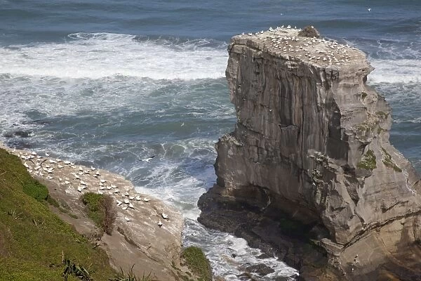 Australasian Gannet - colonies offshore and onshore - Muriwai - Auckland - New Zealand