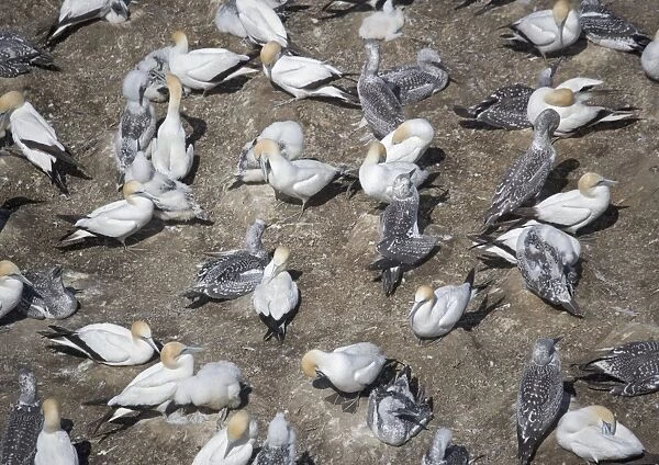 Australasian gannet colony at Muriwai Beach, North Island, New Zealand