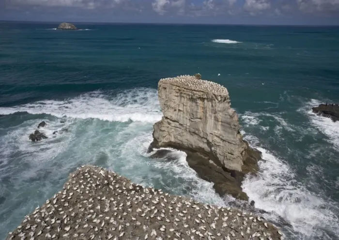 Framed Print : Australasian Gannet colony at Muriwai Beach, North Island, New Zealand Framed Print : Australasian Gannet colony at Muriwai Beach, North Island, New Zealand