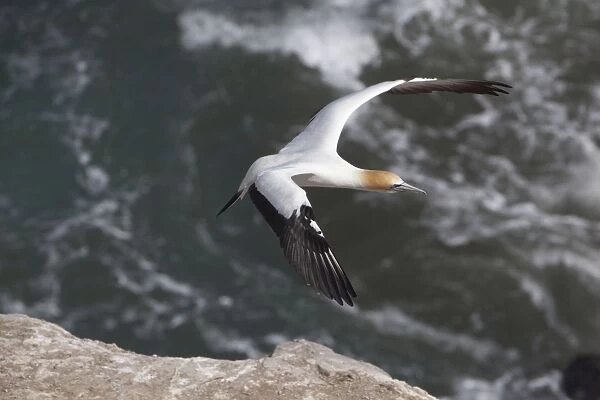 Australasian Gannet - in flight over the sea - near the colony at Muriwai - west Auckland - New Zealand