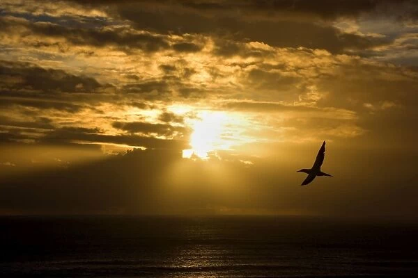 Australasian Gannet - soaring above the ocean while the sun is setting over the horizon