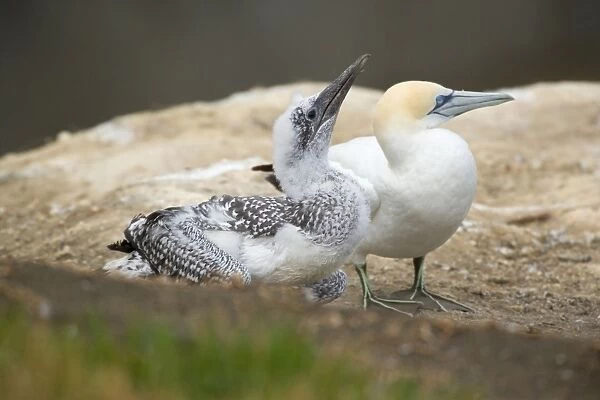 Australasian Gannets nearly fully fledged chick and adult sit on a cliff Muriwai Regional Park, Auckland, North Island, New Zealand