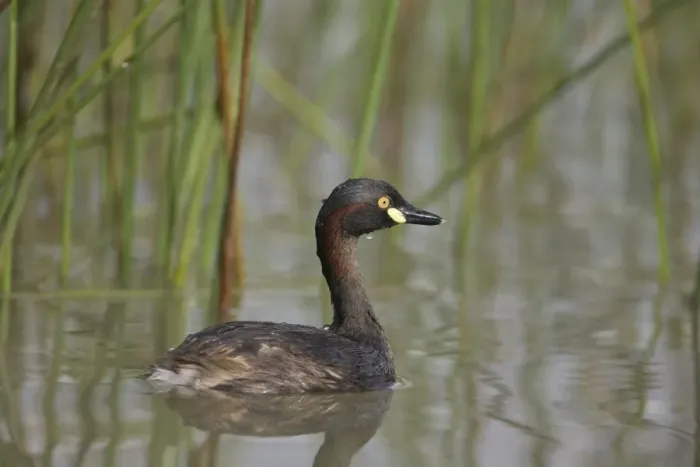 Framed Print : Australasian Grebe At a small pool that fills only in the wet season near the Gibb River Road, Kimberley, Western Australia Framed Print : Australasian Grebe At a small pool that fills only in the wet season near the Gibb River Road, Kimberley, Western Australia