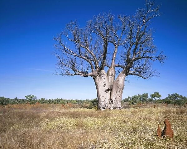 Australia Australian Baobab tree, Kimberley, Western Australia