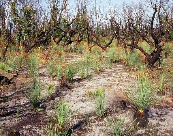 Australia JPF 9549 Flora regeneration after January 1994 bushfire Royal National Park NSW. 13 weeks after fire. Xanthorroea rasinosa Leaves 60cm tall