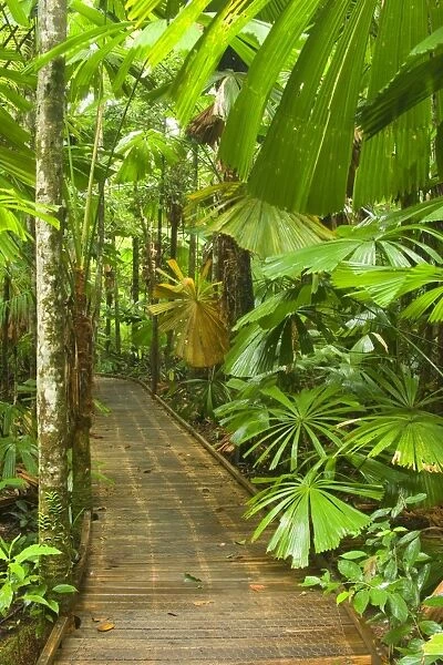 Australia - Path in rainforest - a boardwalk crosses a dense stand of Licuala Fan Palms in lush tropical rainforest. The beautiful shaped leaves of this palm catch the eye at once