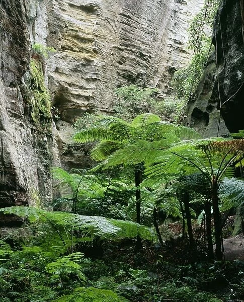 Australia Queensland, Carnavaron National Park, Carnavron Gorge Section, Ward's Canyon. Moist shaded enviroment supports a fern community including King Ferns (Angiopteris evecta)