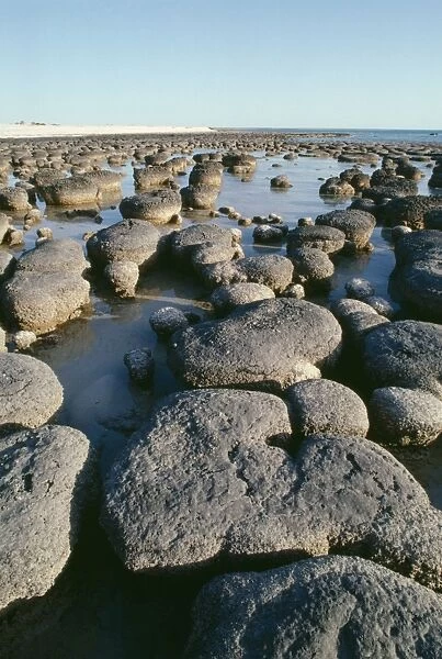 Australia - Stromatolites, Hamelin pool, Western Australia