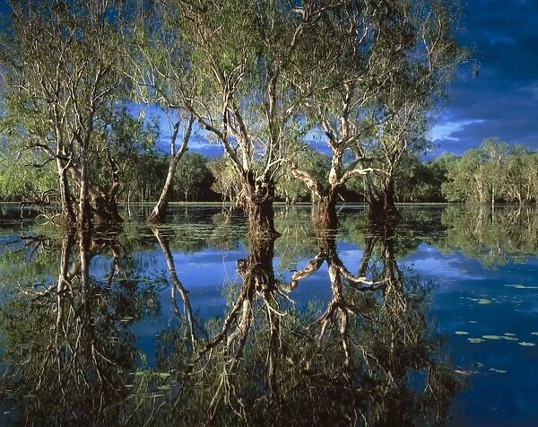Australia Weeping paperbark (Melaleuca leucadendra). Billabong Yellow Water Paperbark forest Kakadu National Park Northern Territory