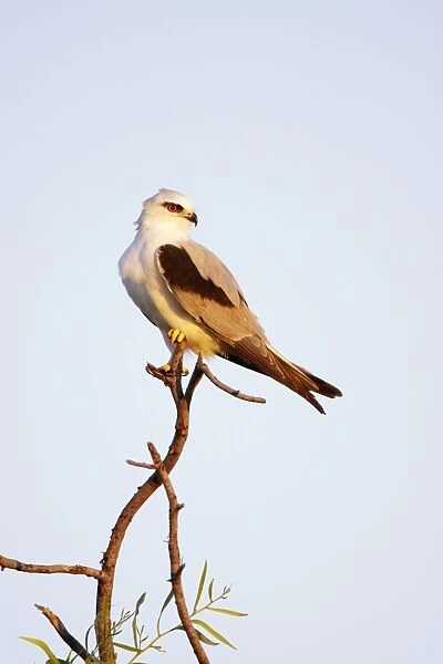 Australian Black-Shouldered Kite - perched on top of a tree - Queensland - Australia