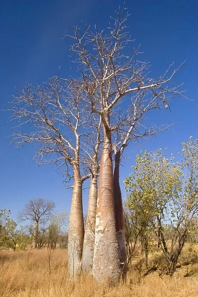 Australian Boab - group of young specimen of the australian boab growing in grassy bushland. This tree is a common sight in the Kimbeley region. It's bizarre shape is especially recognizable when its bare of leaves