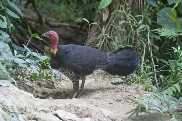 Framed Print : Australian Brush-turkey An Australian endemic inhabiting rainforests of eastern Australia. At Kuranda, Atherton Tableland, Queensland Framed Print : Australian Brush-turkey An Australian endemic inhabiting rainforests of eastern Australia. At Kuranda, Atherton Tableland, Queensland