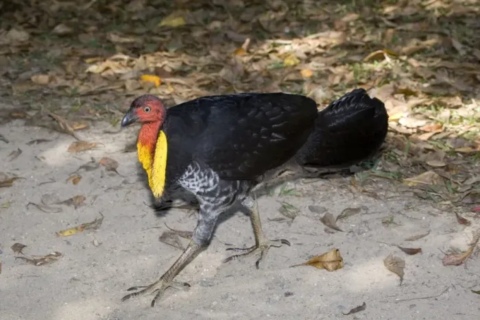 Framed Print : Australian Brush-Turkey This bird fossicking around the edges of a picnic ground at Mossman Gorge, Cape York, Australia Framed Print : Australian Brush-Turkey This bird fossicking around the edges of a picnic ground at Mossman Gorge, Cape York, Australia