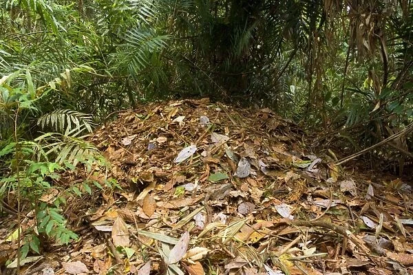 Australian Brush Turkey - rather huge breeding hill consisting of leaves and other decaying plant material - Atherton Tablelands, Wet Tropics World Heritage Area, Queensland, Australia