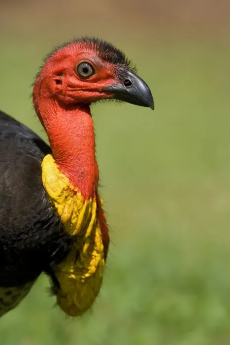 Framed Print : Australian Brush Turkey - side portrait of an adult male - Atherton Tablelands, Wet Tropics World Heritage Area, Queensland, Australia Framed Print : Australian Brush Turkey - side portrait of an adult male - Atherton Tablelands, Wet Tropics World Heritage Area, Queensland, Australia