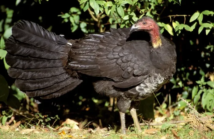 Framed Print : Australian Brush-Turkey - Queensland, Australia JPF32423 Framed Print : Australian Brush-Turkey - Queensland, Australia JPF32423