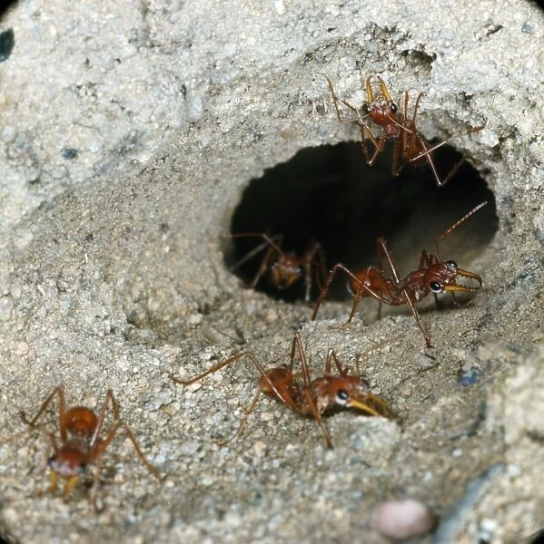 Australian Bull Dog Ants - at nest