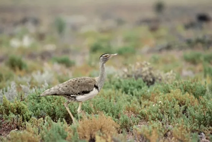 Framed Print : Australian Bustard Framed Print : Australian Bustard