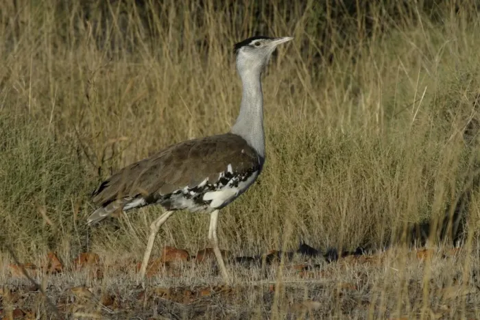 Framed Print : Australian Bustard Near Mt Isa, Queensland, Australia Framed Print : Australian Bustard Near Mt Isa, Queensland, Australia