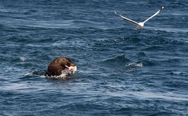 Australian Fur Seal - feeding on salmon