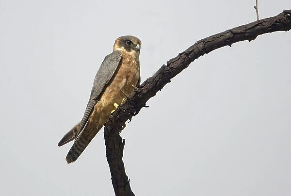 Australian Hobby Australian Hobbies have been reported from most parts of Australia. They inhabit open grassy woodlands, scrubby areas, the arid interior and urban areas