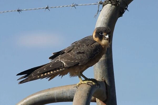Australian Hobby At Lajamanu, an aboriginal community on the northern edge of the Tanami Desert, Northern Territory, Australia. Widespread. Found in all habitats