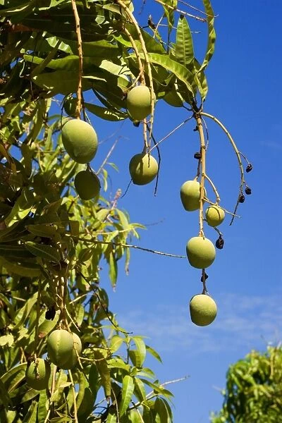 Australian Kensington Mango - orchard with immature mango fruits hanging in the trees - around Darwin, Far North, Northern Territory, Australia