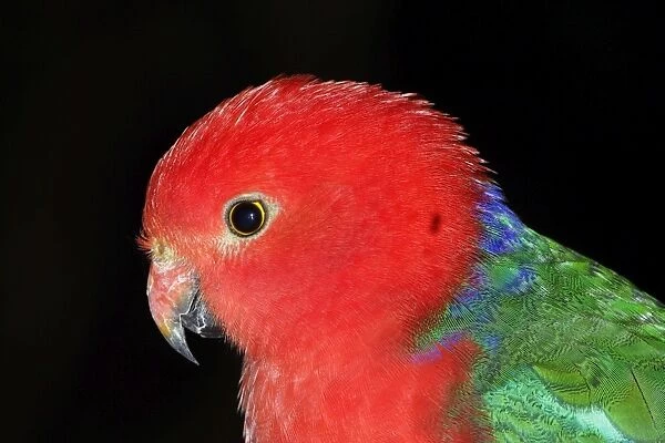 Australian king parrot (Alisterus scapularis) Male Port Douglas, Queensland, Australia Captive specimen
