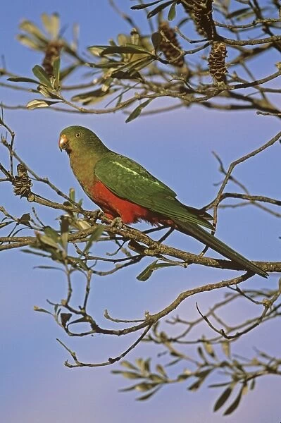 Australian King Parrot - female Murramarang National Park, New South Wales, Australia JFL17256