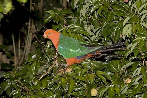 Australian King Parrot - male - feeds on fruit of a Lychee Tree (Sapindaceae: Litchi chinensis) in a suburban orchard. 45cm. woodlands of eastern Australia