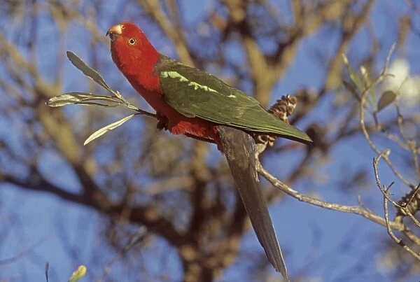 Australian King Parrot - male Murramarang National Park, New South Wales, Australia JFL17254