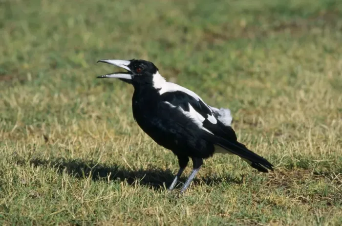 Framed Print : Australian Magpie Framed Print : Australian Magpie