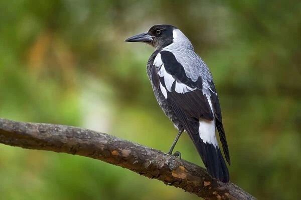 Australian Magpie - adult male Magpie sitting on a tree branch looking out - Grampians National Park, Victoria, Australia