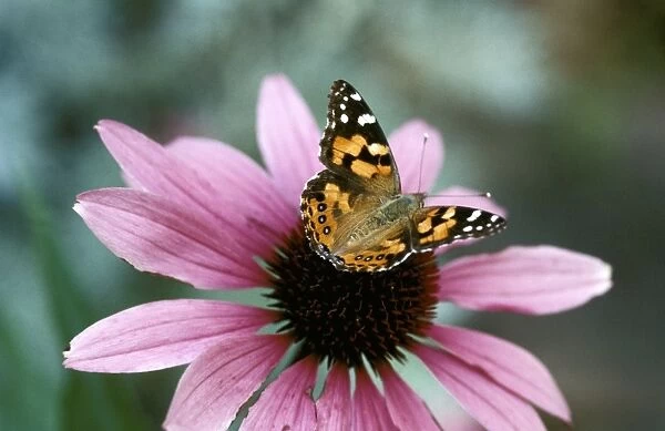 Australian Painted Lady Butterfly - on Echinacea purpurea flower New South Wales, Australia. CLY02014