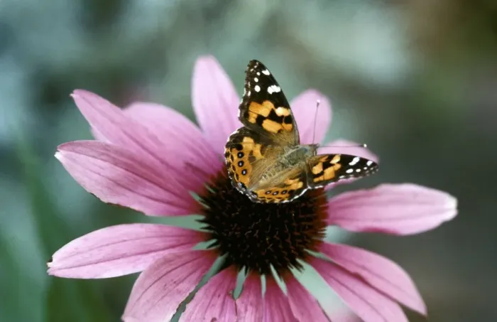 Framed Print : Australian Painted Lady Butterfly - on Echinacea purpurea flower New South Wales, Australia. CLY02014 Framed Print : Australian Painted Lady Butterfly - on Echinacea purpurea flower New South Wales, Australia. CLY02014