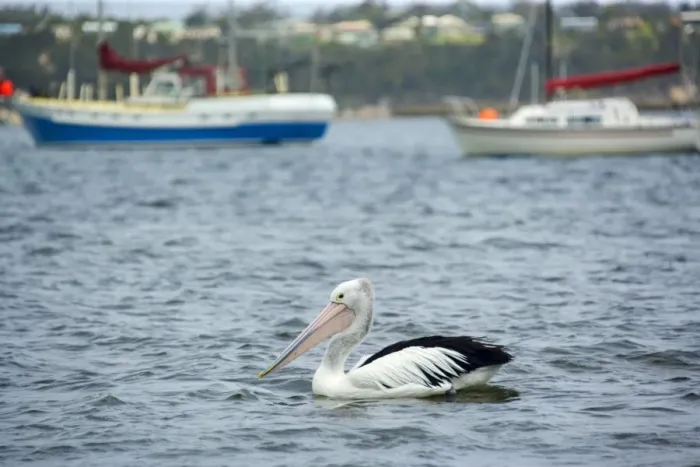 Framed Print : Australian Pelican - adult pelican swims in harbour of St. Helens in front of seveal fishing boats - St. Helens, Tasmania, Australia Framed Print : Australian Pelican - adult pelican swims in harbour of St. Helens in front of seveal fishing boats - St. Helens, Tasmania, Australia