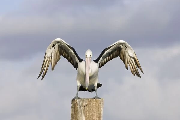Australian Pelican - Alighting on a perch with wings outstretched - Noosaville, Sunshine Coast, Queensland, Australia