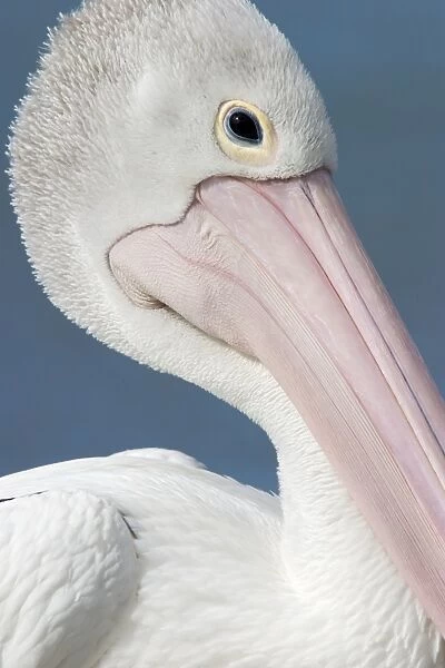 Australian Pelican Close-up of face showing soft pink fleshy part of a pelicans bill. Noosaville, Sunshine Coast, Queensland, Australia
