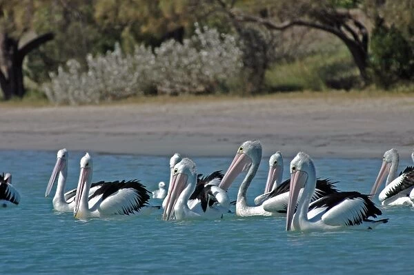 Australian Pelican. Common on large and small bodies of water, including temporary desert pools. Longest bird bill. Kalbarri, W. Australia
