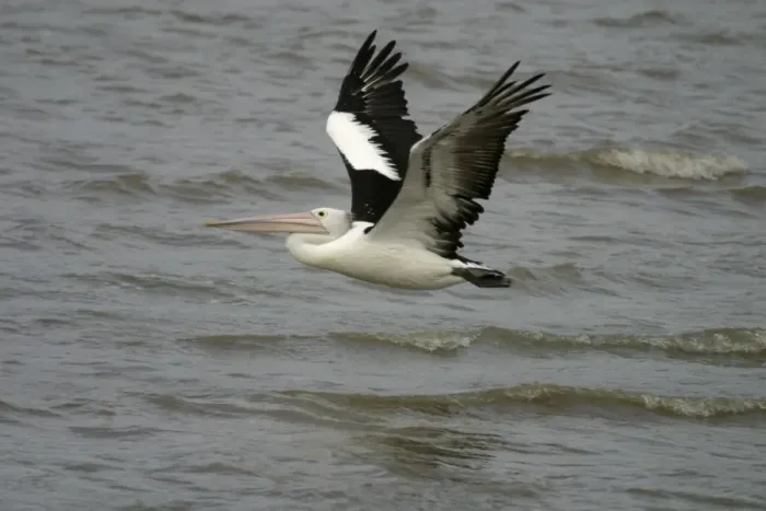 Framed Print : Australian Pelican in flight Cairns foreshore, Queensland, Australia